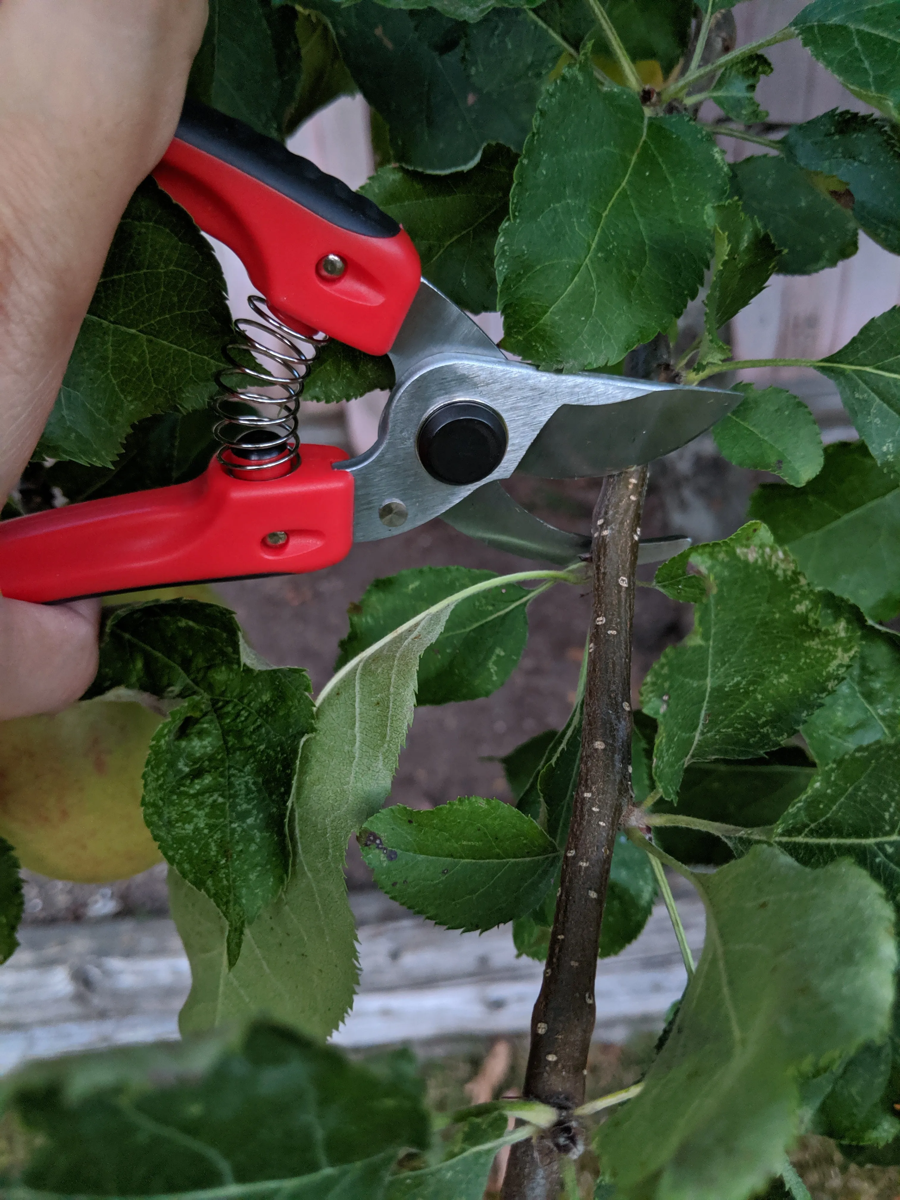 Arius Garden Bypass Pruners