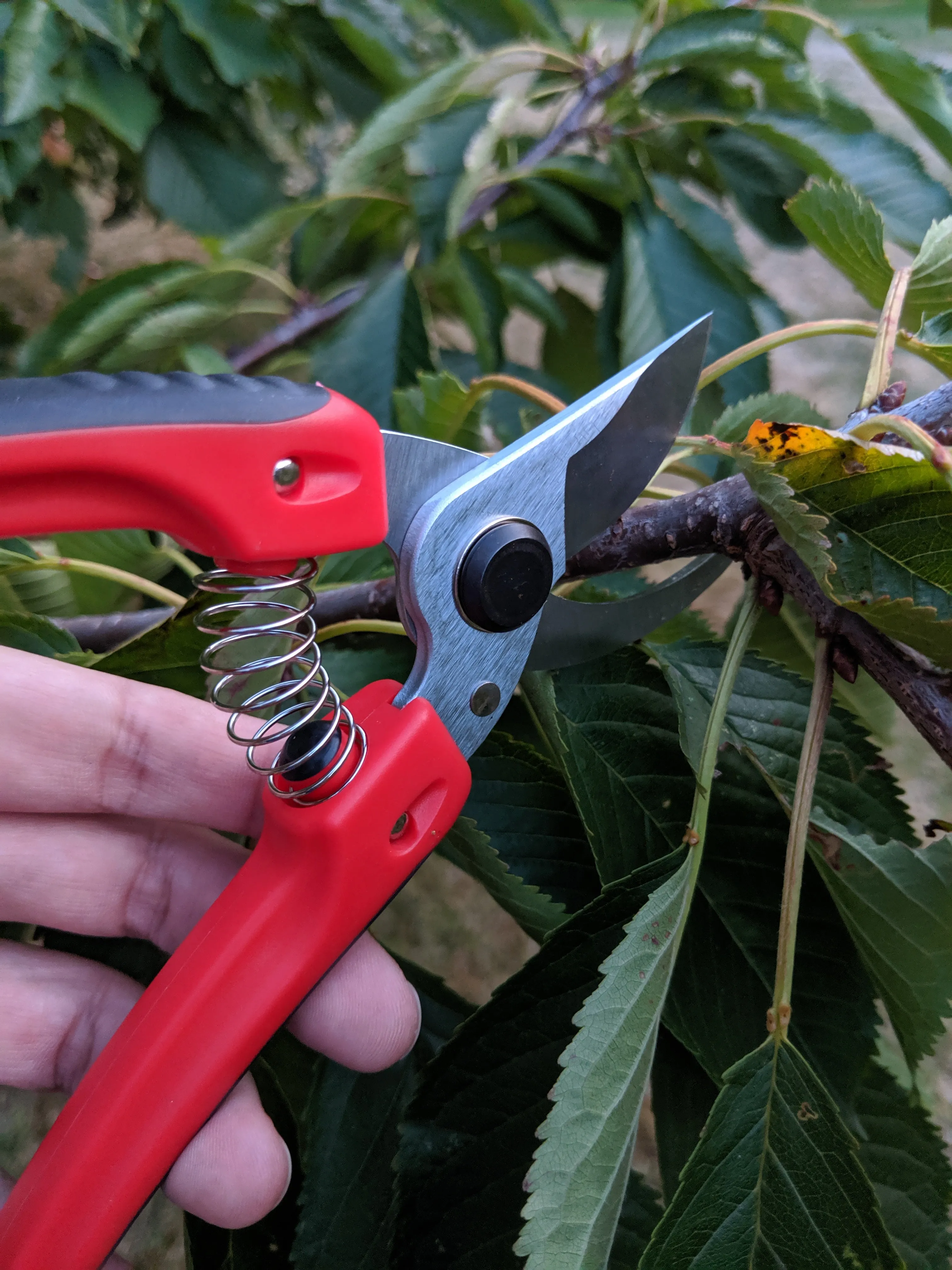 Arius Garden Bypass Pruners