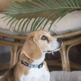 Dog Park Grey Collar