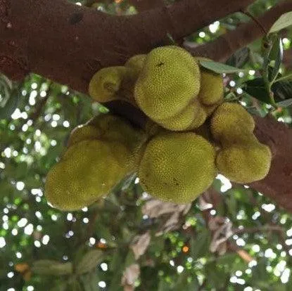 Grafted Jack Fruit Tree - Artocarpus Integrifolia Phanas Grafts for Sale