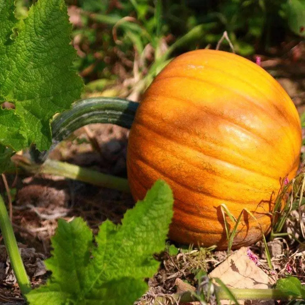 Heirloom Small Sugar Pumpkin Seeds (4g) by Patriot Seeds