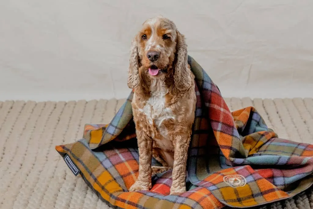 Pet Bed & Blanket Combo