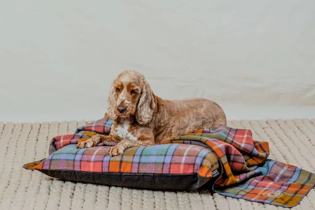 Pet Bed & Blanket Combo